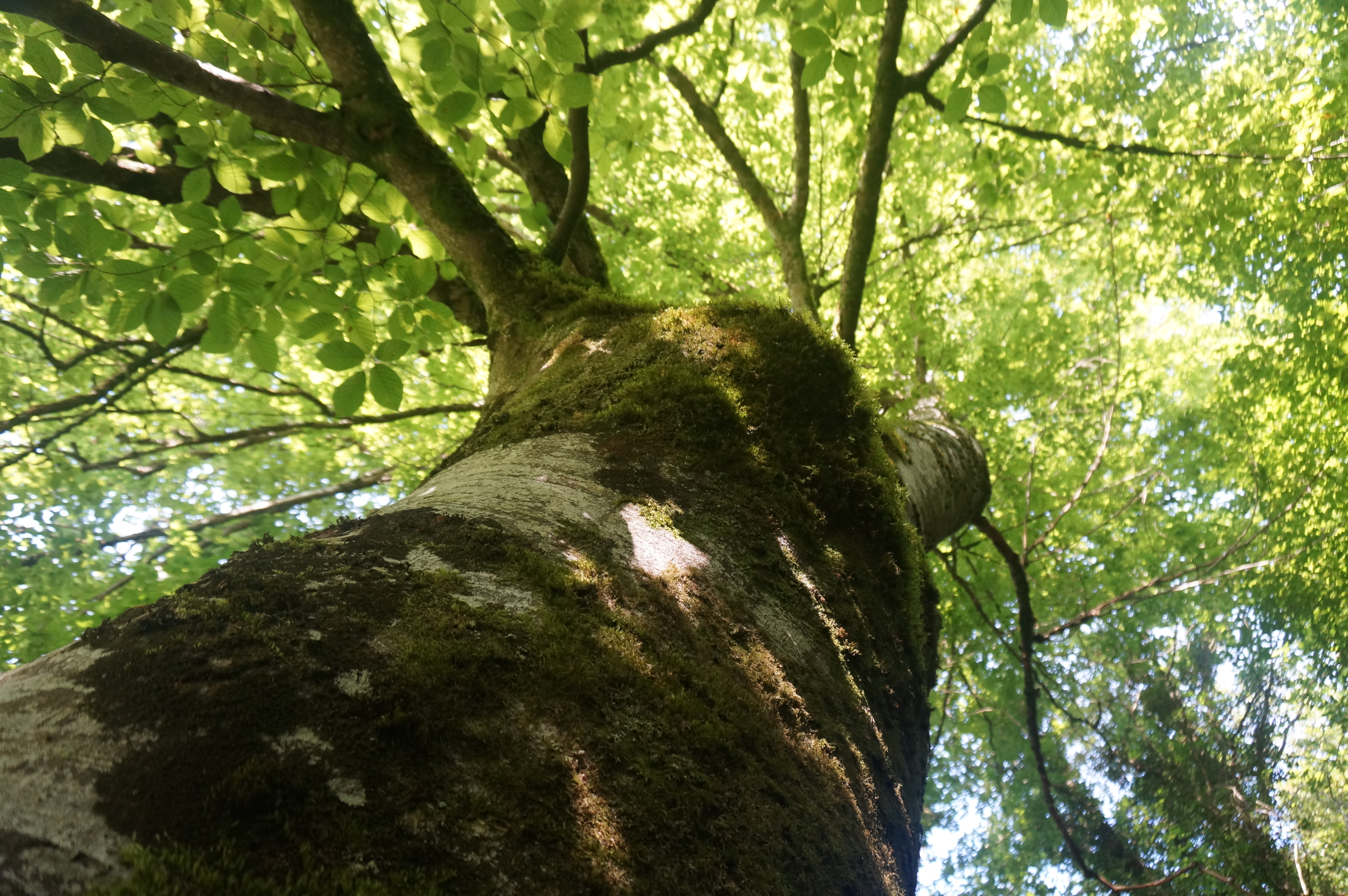 arbre centenaire vu du dessous