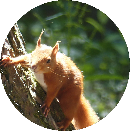 l’écureuil, emblème de nos forêts 